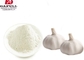 Pure air-dried dehydrated Garlic powder is used for antibacterial purposes